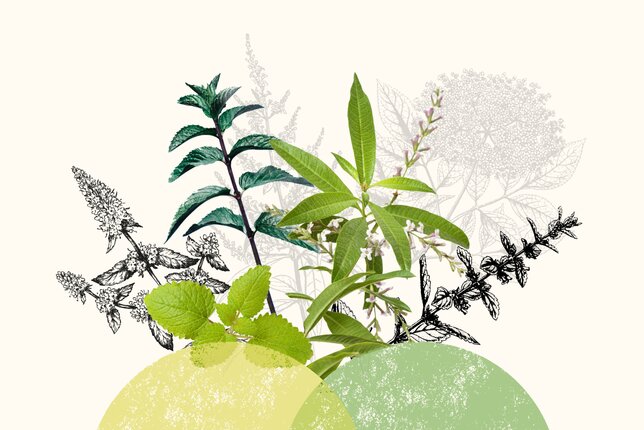 Kräuterfreunde für den Sommer | © SONNENTOR