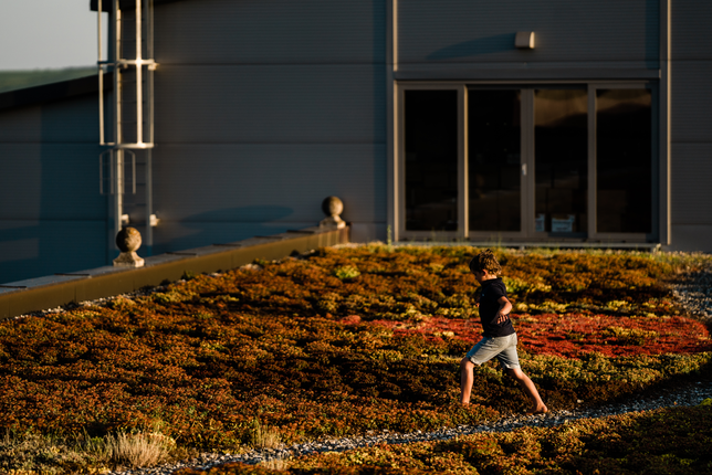 Na obrázku je chlapec, který běží bosky po střeše budovy SONNENTOR porostlé netřesky a dalšími pestrobarevnými rostlinami. | © SONNENTOR